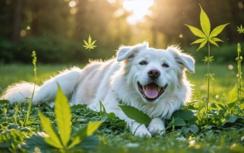 A tranquil dog lying peacefully in a green Canadian landscape, symbolizing the calming effects of CBD, with natural elements and subtle nods to Canadian culture.